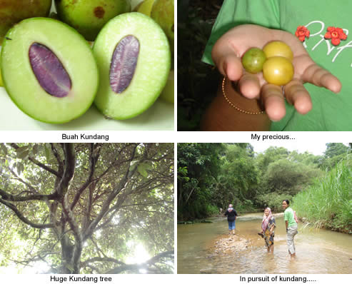 buah kundang in pursuit..