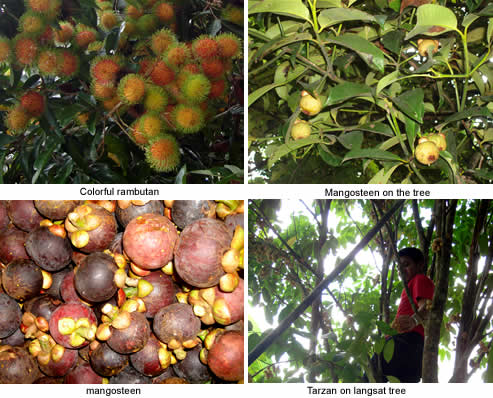 rambutan, mangosteen and langsat