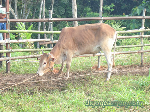 Chico the Bull