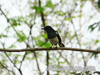 MAGPIE BIRD