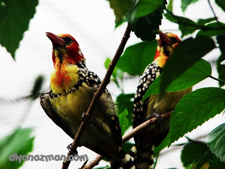 colorful birds