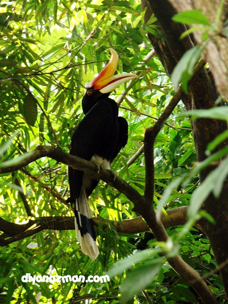 rhinoceros hornbill