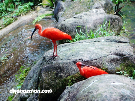 scarlet ibis