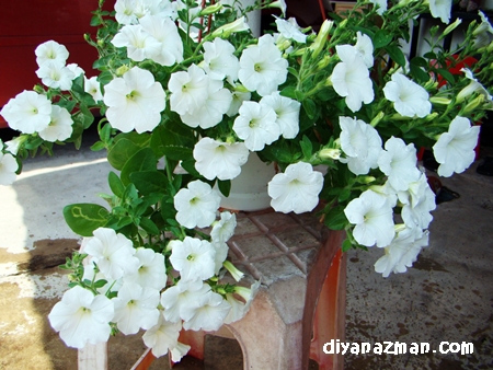 white flowers