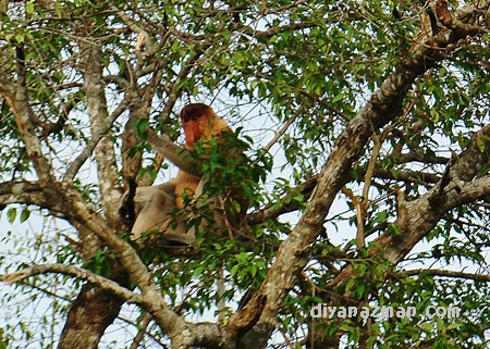 big nose monkey