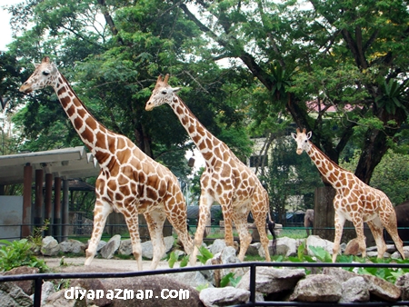 http://www.diyanazman.com/blogs/wp-content/uploads/2010/04/giraffe.JPG