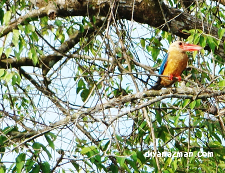 kingfisher