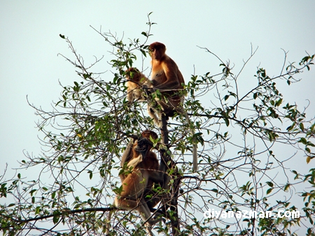 monkeys of borneo