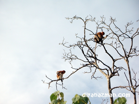 monkeys on the tree