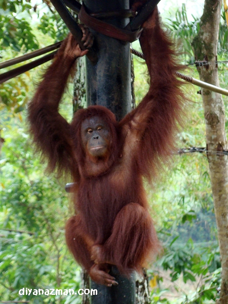 orang utan