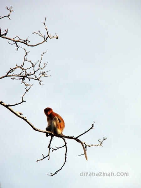 proboscis monkey 1