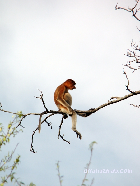 monkey wallpaper. Proboscis Monkey Wallpaper