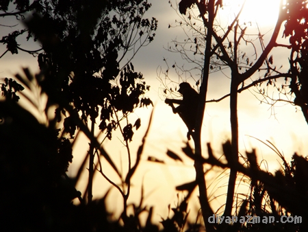 proboscis monkey sillhoutte