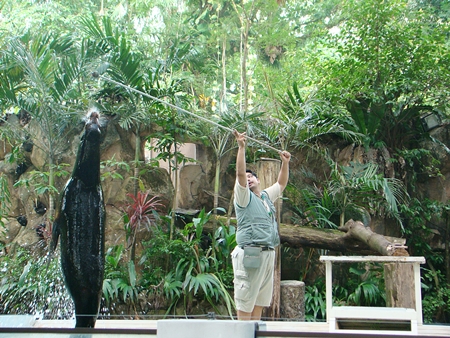 seal animal show in zoo negara