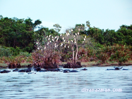 water buffalo