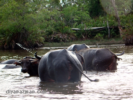 water buffaloes