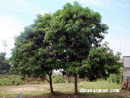 mango tree