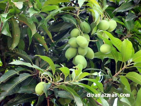 young mango mangga muda