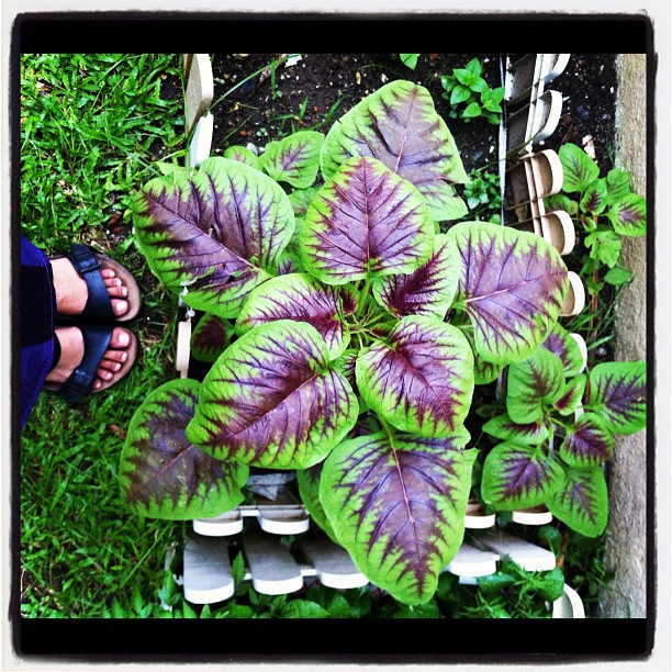  Vegetables vs Big Fat Pregnant Lady's Feet - from Instagram