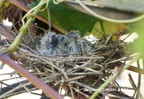 baby birds