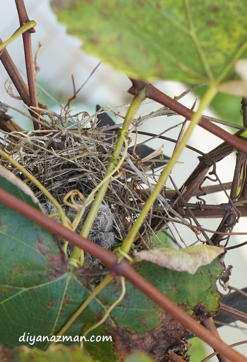 baby birds