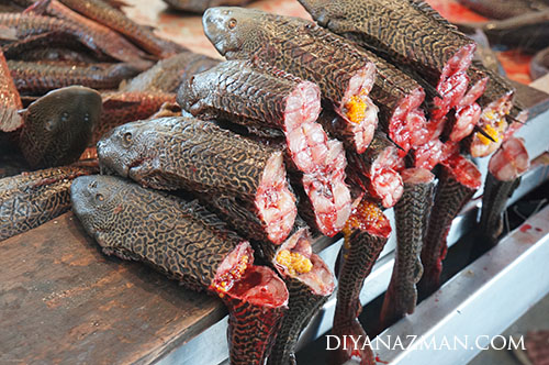 ikan bandaraya at manaus