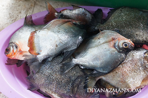 piranha -today catches