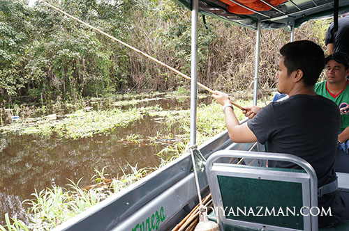 fishing piranha in wild nature at amazon river