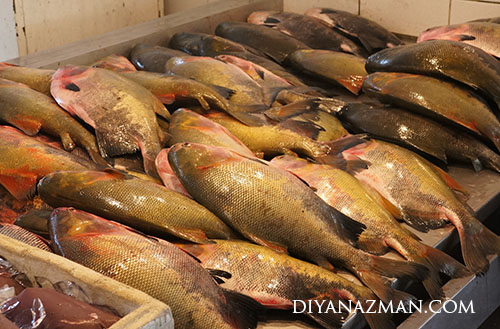 tambaqui fish or pacu fish from ceasa port manaus brazil