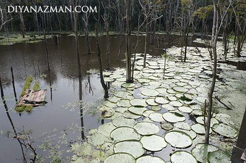 vitoria regia and crocodile