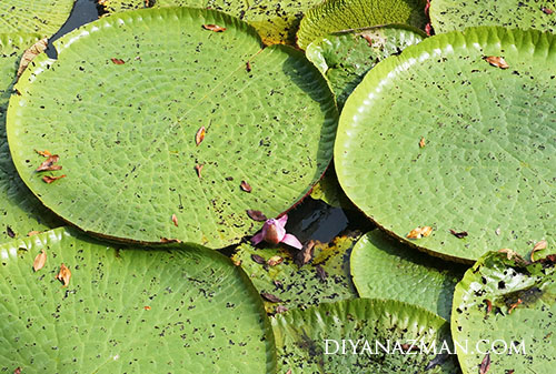 vitoria regia flower