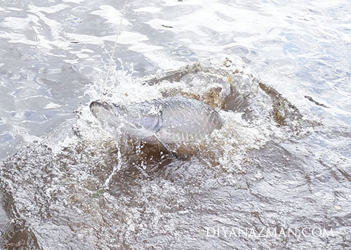 arapaima or pirarucu in brazil