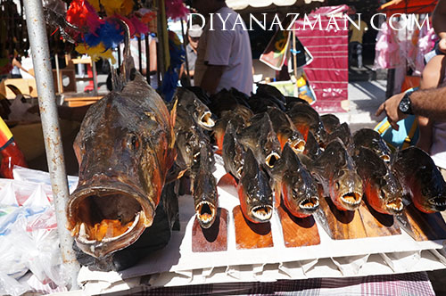 piranha and amazon fish