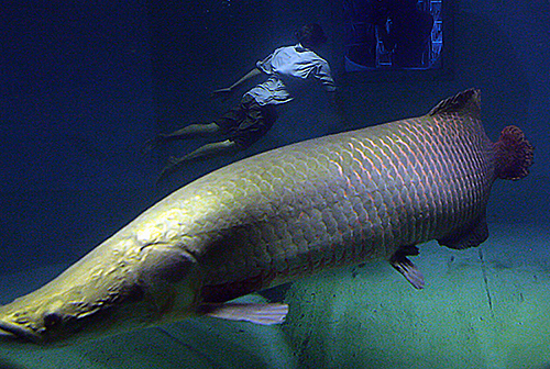 arapaima or pirarucu