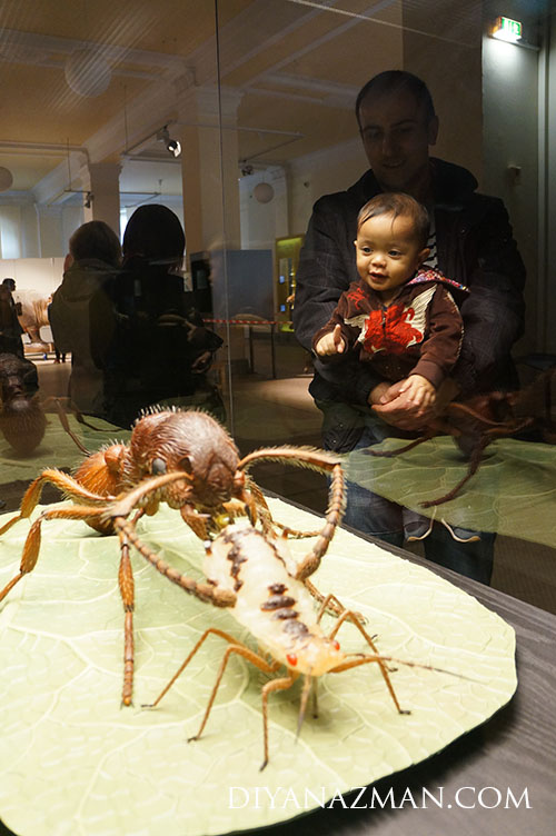 Rafa di Natural History Museum Berlin