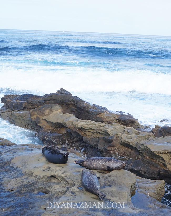 la jolla beach -children pool