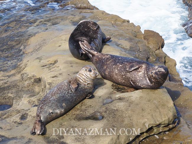 la jolla beach -children pool seal