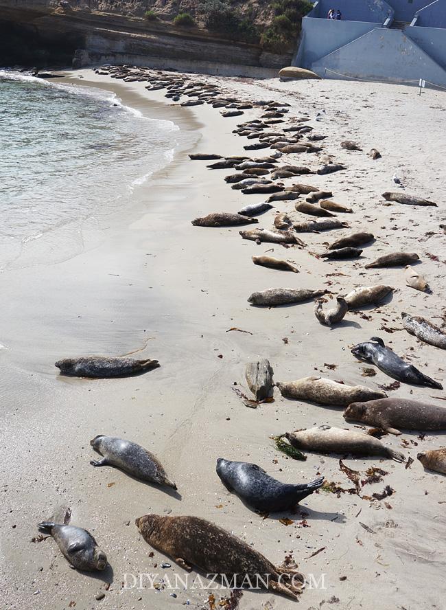 la jolla beach -children pool seal