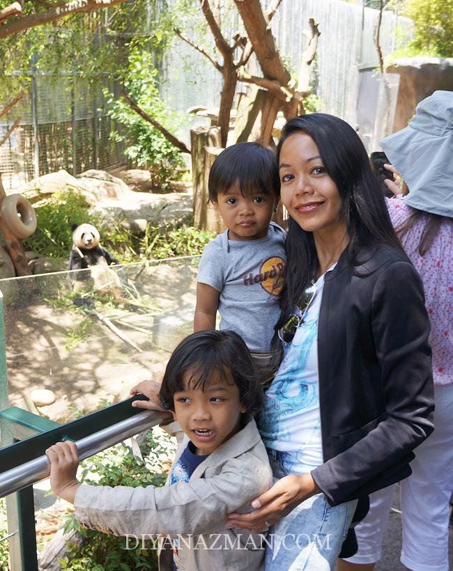 panda at san diego zoo